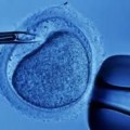 La fertilización in vitro ¿Cuestión de ignorancia o de egoísmo?