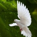 La-oracion.com: cuando las redes sociales ayudan a rezar